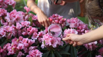 Oglądanie przez szkło powiększające różowych kwiatów rododendronu.