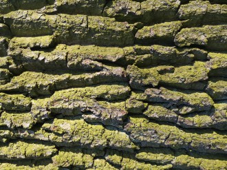 Kora dębu szypułkowego pokryta zielonym mchem