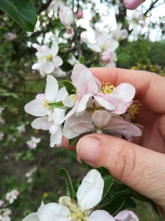 Kciuk i palec wskazujący prawej dłoni trzymające gałązkę kwitnącego nabiało drzewa jabłoni.