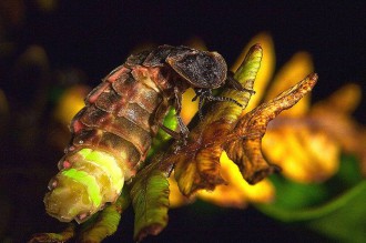 Świecąca larwa świetlina siedząca na liściu paproci