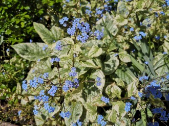 Drobne, niebieskie kwiatki na tle zielono-szarych liści