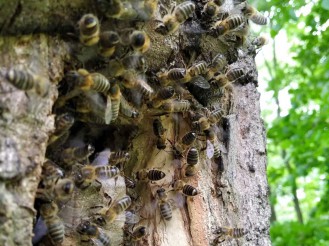 Pszczoły wchodzące przez otwór w drzewie do wnętrza barci.