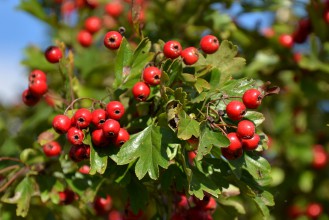 Krzew głogu z owocami w formie małych czerwonych kuleczek.
