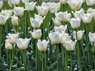 Dużo tulipanów o białych postrzępionych kwiatach.
