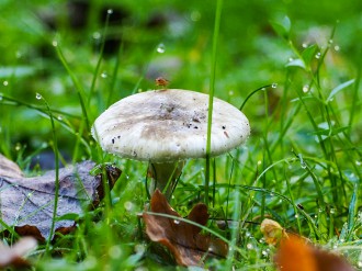 widoczny grzyb w kolorze biało-zielonym, na tle trawy 