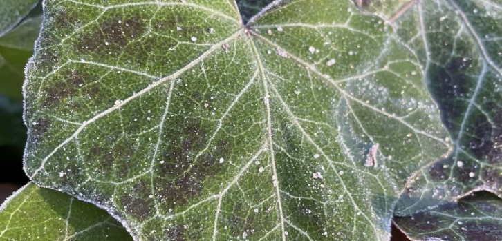 oszroniony liść bluszczu